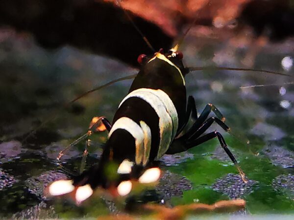 TAIWAN BEE PANDA BLACK - 1.0 CM - obrazek 2